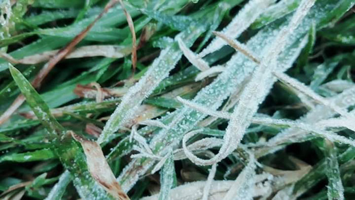 เหมยขาบ 