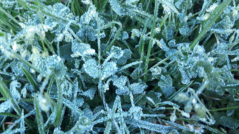 เหมยขาบ 