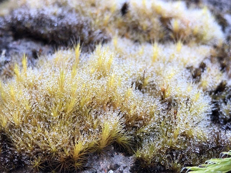 เหมยขาบ 