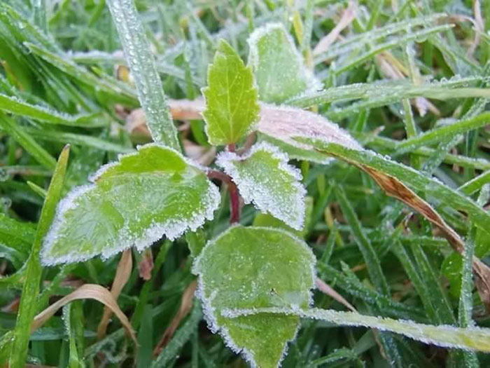 เหมยขาบ 