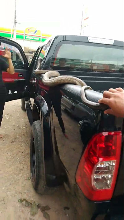 น้องจั่นเจา