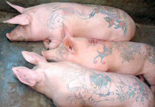  ศิลปะสุดโต่ง ศิลปินเบลเยียมสักลายบนตัวหมู ก่อนถลกหนังขายเป็นของสะสม 