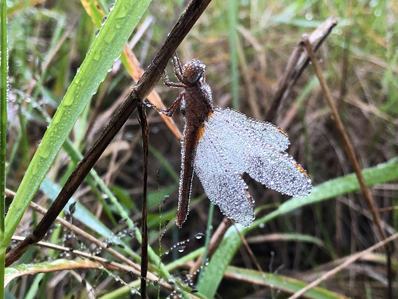 เหมยขาบ 