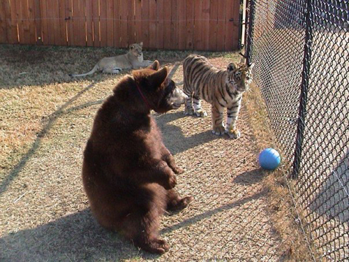 ชมภาพสุดอบอุ่นของ 3 เพื่อนซี้ หมี เสือ สิงโต