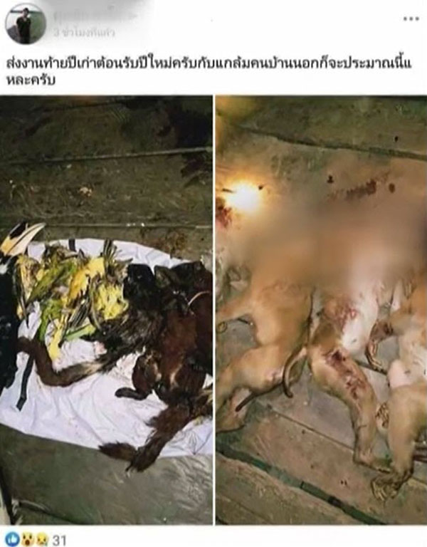 แจงโพสต์กิน นกเงือก - ลิง 