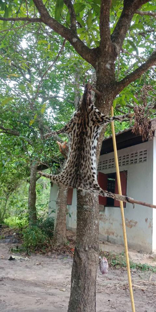 ทหารฆ่าแมวดาวท้อง 