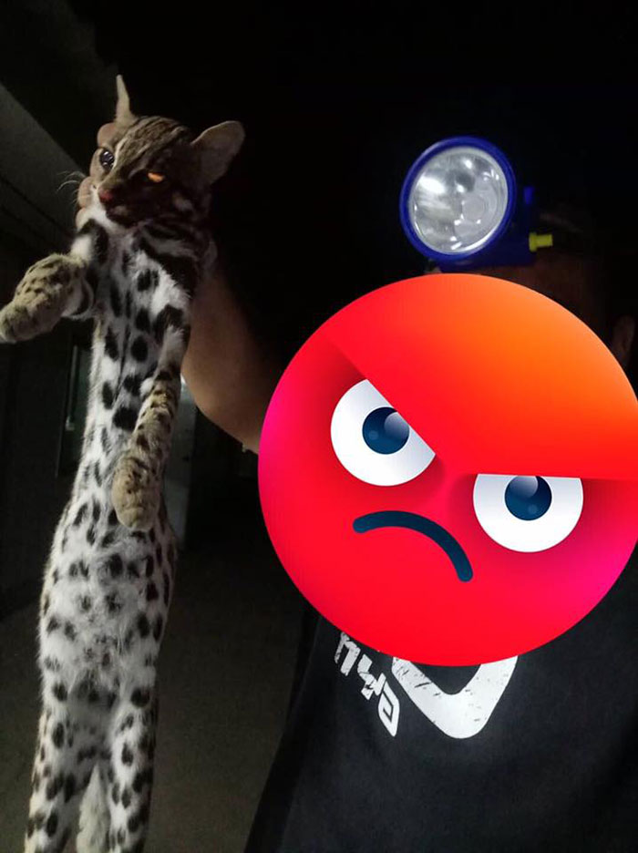 ทหารฆ่าแมวดาวท้อง 