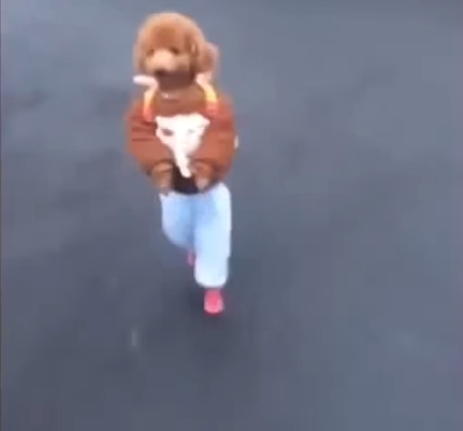 ตูบพุดเดิ้ลแต่งชุดเด็ก