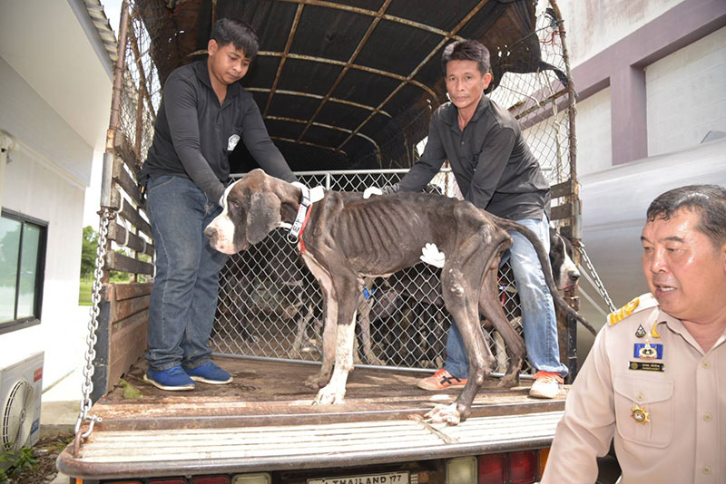 สุนัขเกรทเดน 13 ตัว