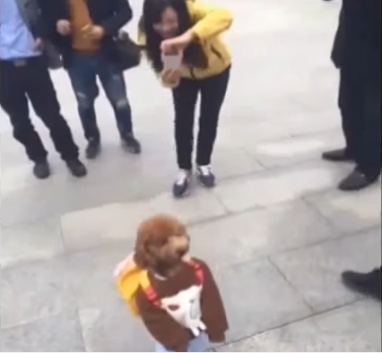 ตูบพุดเดิ้ลแต่งชุดเด็ก