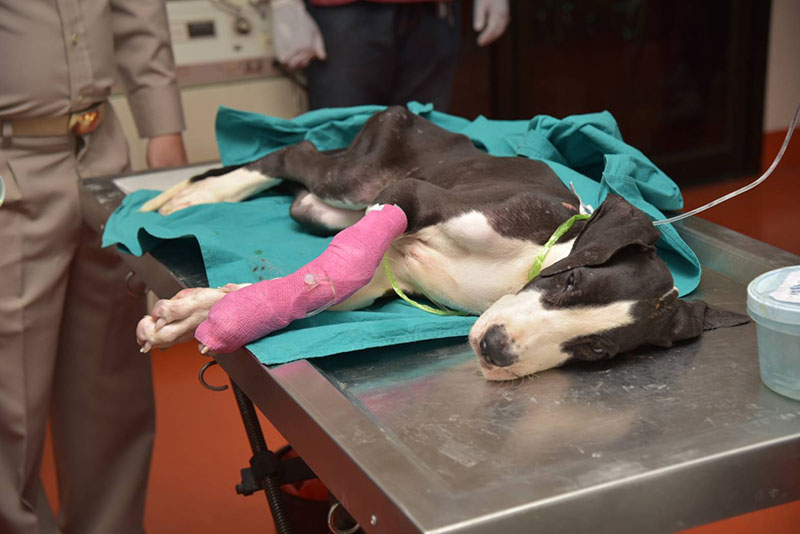 สุนัขเกรทเดน 13 ตัว