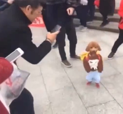 ตูบพุดเดิ้ลแต่งชุดเด็ก