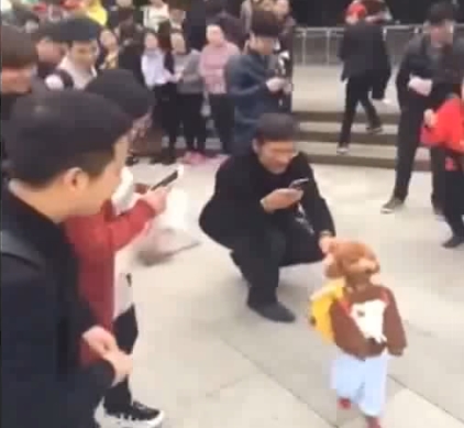 ตูบพุดเดิ้ลแต่งชุดเด็ก