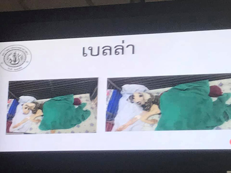 สุนัขเกรทเดน 13 ตัว