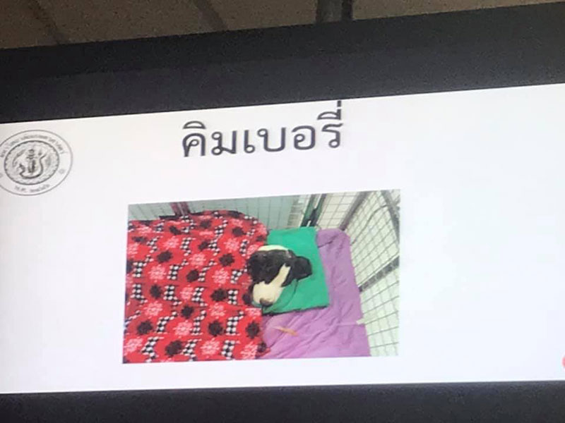 สุนัขเกรทเดน 13 ตัว