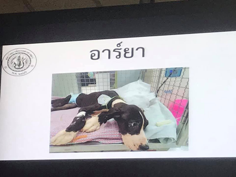 สุนัขเกรทเดน 13 ตัว