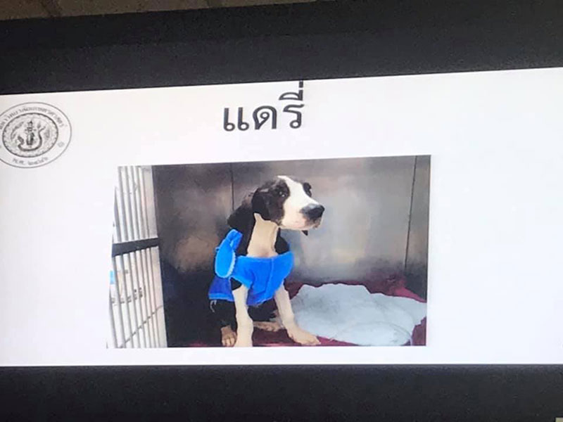 สุนัขเกรทเดน 13 ตัว