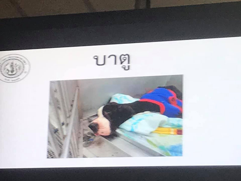 สุนัขเกรทเดน 13 ตัว