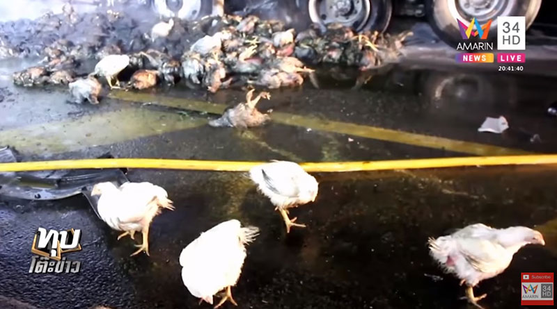 เทรลเลอร์ชนรถขนไก่ไฟลุก 