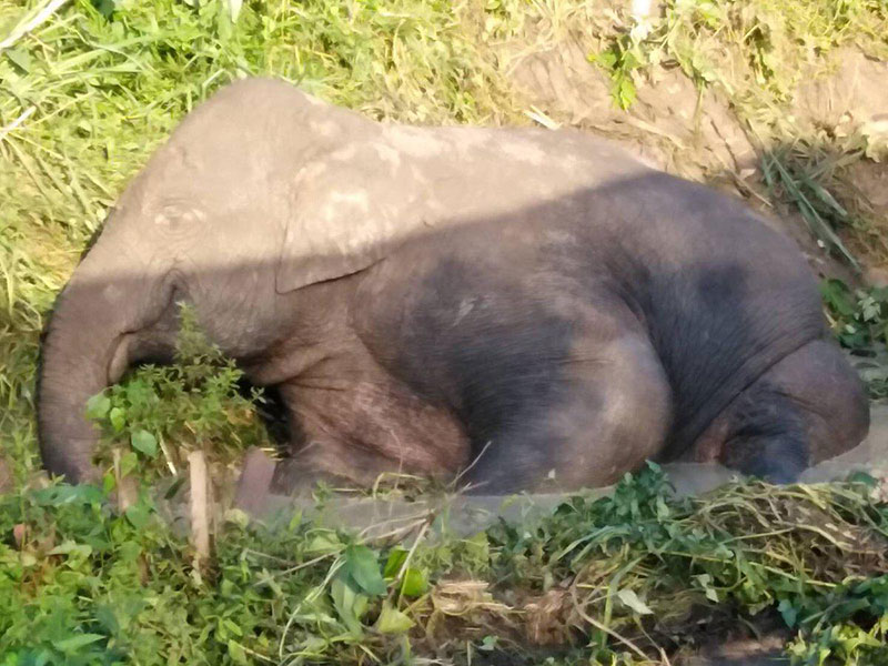 ลูกช้างป่า