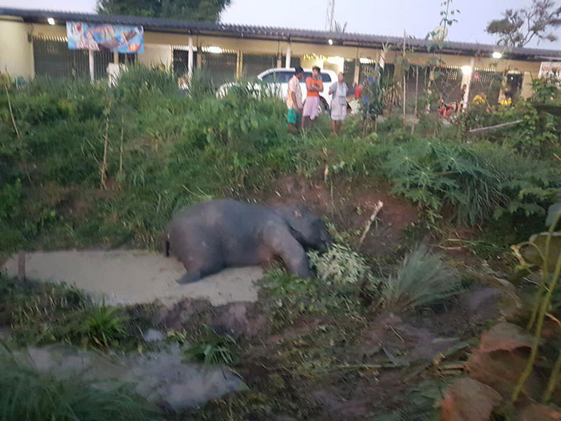 ลูกช้างป่า