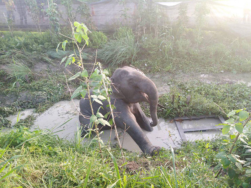 ลูกช้างป่า