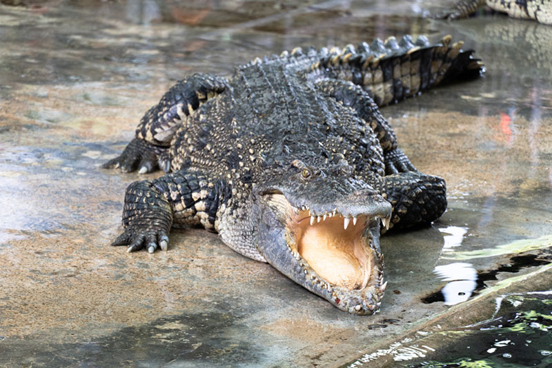 จระเข้ยักษ์