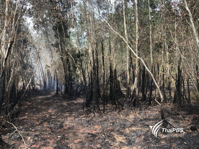 ไฟป่าพรุควนเคร็ง