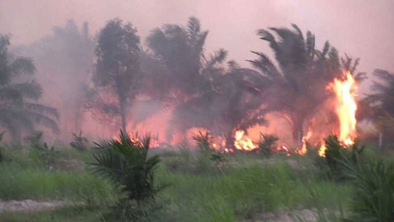 ไฟป่าพรุควนเคร็ง