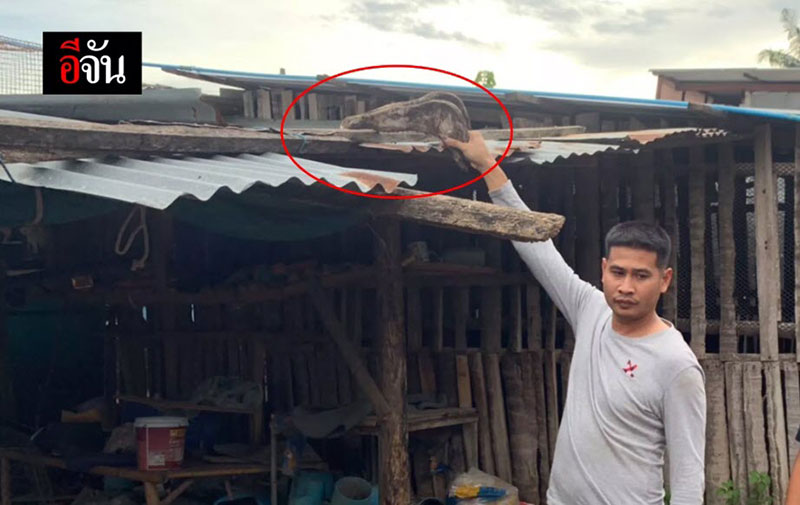 หนุ่มชำแหละม้าขาย