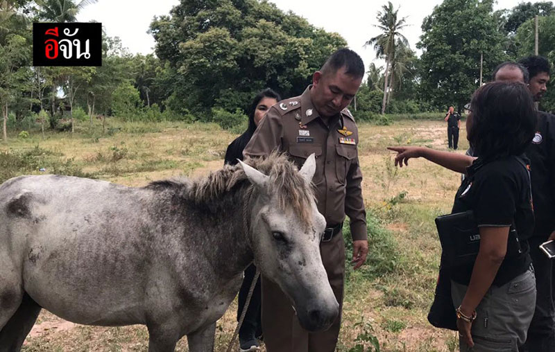 หนุ่มชำแหละม้าขาย