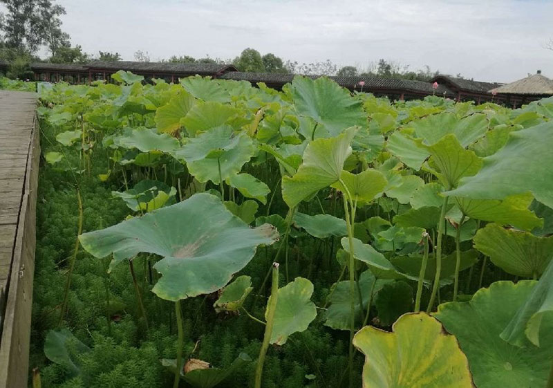 สวนเชิงนิเวศจีน