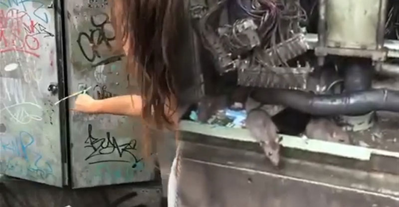 เขตวัฒนา 