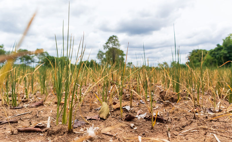 ชัยภูมิ