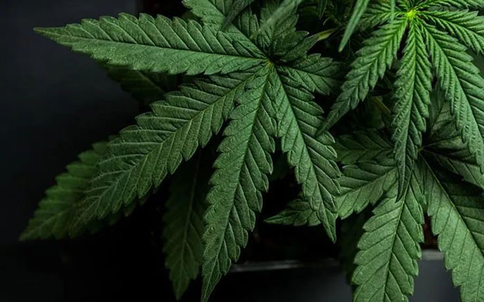 น้ำมันกัญชาเถื่อน