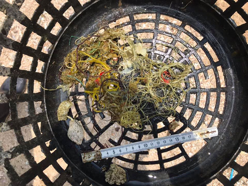 สัตวแพทย์