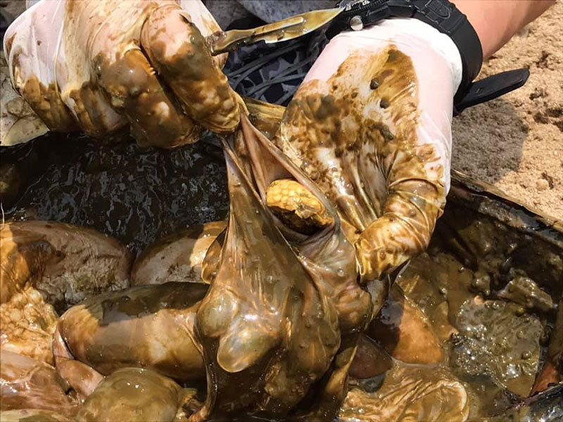 สัตวแพทย์