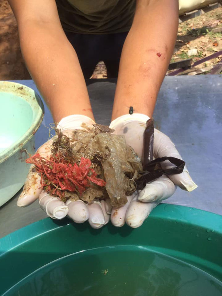 สัตวแพทย์