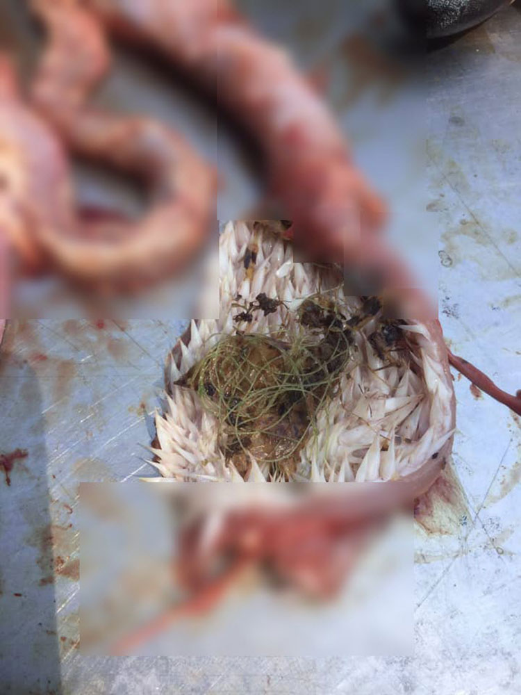 สัตวแพทย์