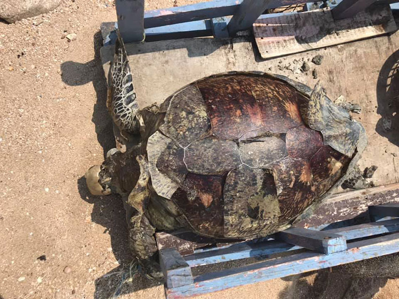 สัตวแพทย์