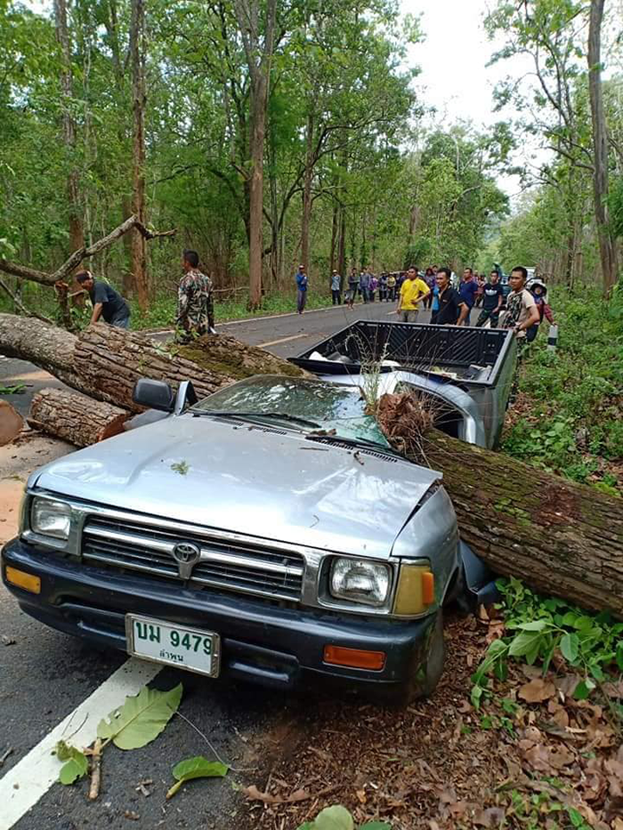 เห็ดช่วยชีวิต 