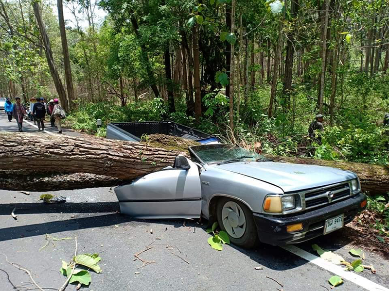 เห็ดช่วยชีวิต 