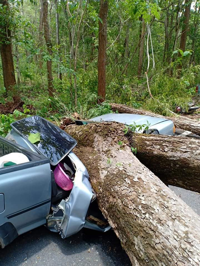 เห็ดช่วยชีวิต 