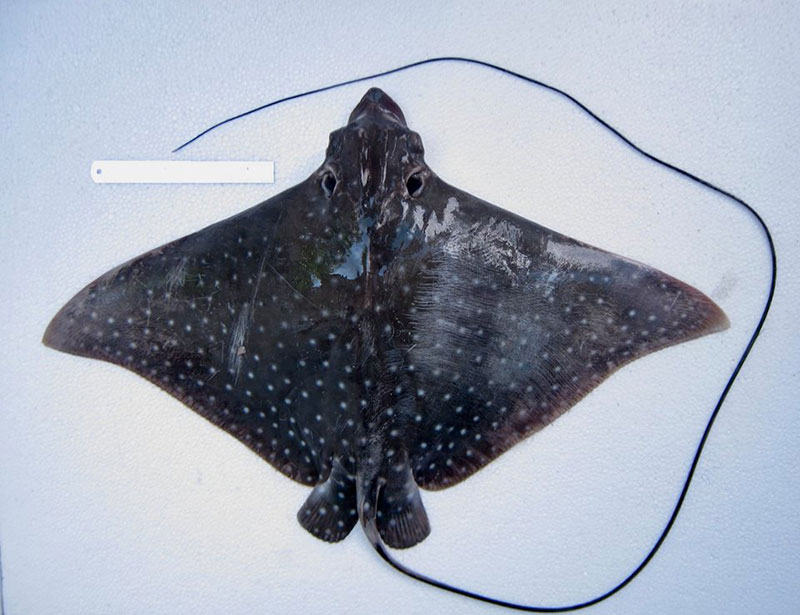 กรมประมง