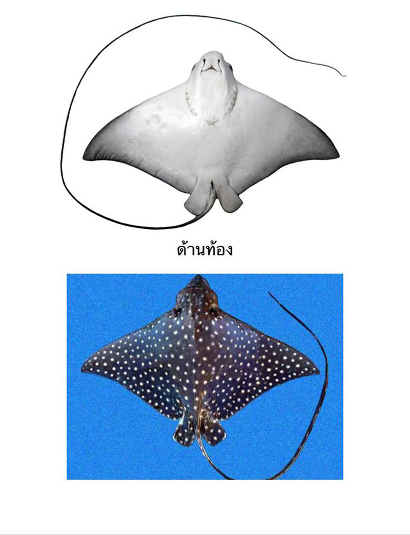 กรมประมง