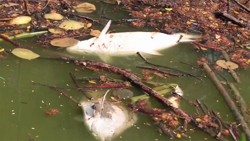 ปลาในสระน้ำ