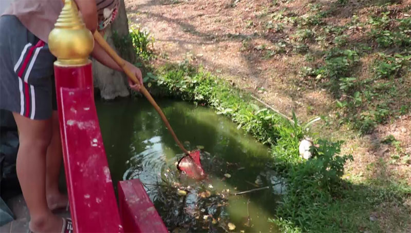 ปลาในสระน้ำ