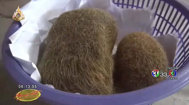 อ้วกหมู 