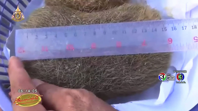 อ้วกหมู 