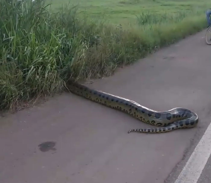 อนาคอนด้า